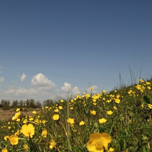 Grain Buttercups.JPG