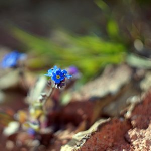 Forget-me-not.JPG