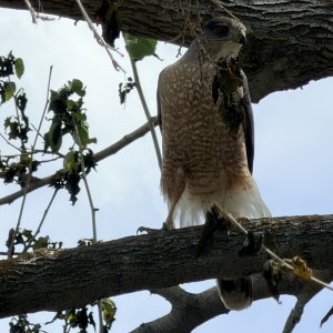 IMG_0059.jpeg