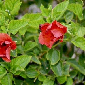 DSC_008.jpg