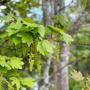 IMG_5010.jpeg