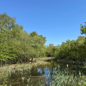 Shorne Woods.jpg