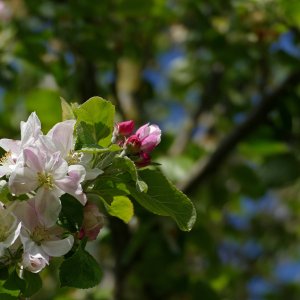 Burst of Blossom.JPG