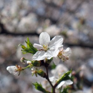 P3310006crop2k.jpg