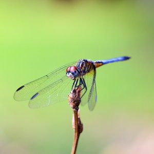 IMG_1861.JPG