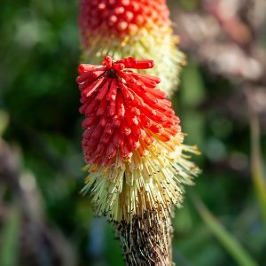Flowers-070422-22.jpg