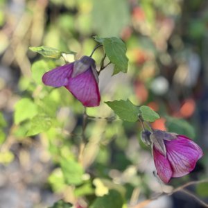 IMG_0219.jpeg