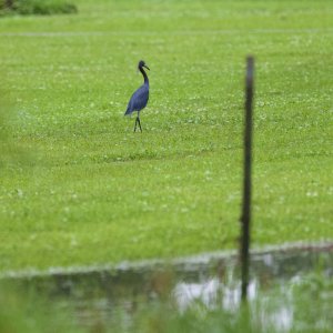 LittleBlueHeron.jpeg