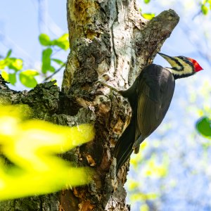 Pileated Woodpecker (1 of 1)-4.jpg