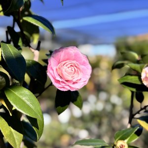 IMG_0780.jpeg
