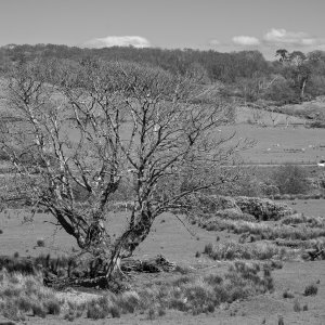 Saddell20260422-2.jpg