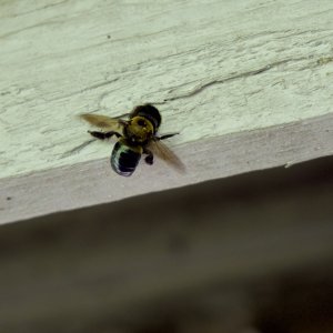 CarpenterBee.jpeg