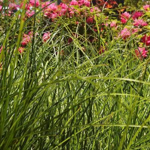 grass - 1.jpeg