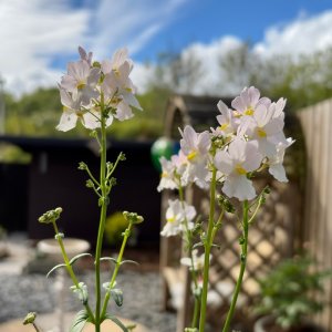 IMG_5818.jpeg