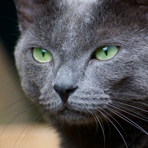 090610 muis 49.jpg