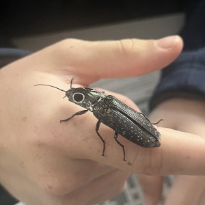 alaus-oculatus.jpg