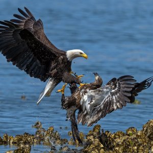 Eagles_GRH2575s_1600p.jpg