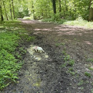 IMG_5093.jpeg