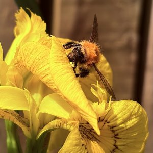 IMG_6746.jpeg