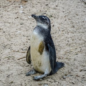 Penguin.jpg