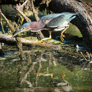 Green Heron-1-3.jpg