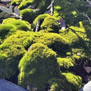 IMG_0224.jpeg