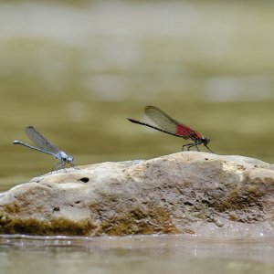 FJ262564.jpg