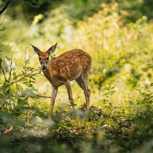 Fawn-Hines-Park-Nankin Lake-1-2.jpg