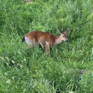 IMG_2044.jpeg