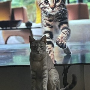 IMG_4673.jpeg