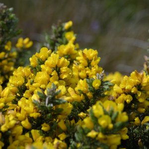 Gorse20260520-1.jpg