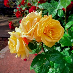 IMG_7356.jpeg