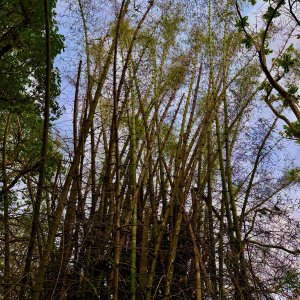 IMG_5332.jpeg