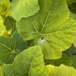 IMG_1043.jpeg