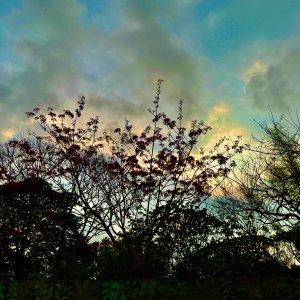 IMG_5345.jpeg