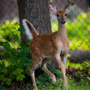 White-tailed Deer-1.jpg