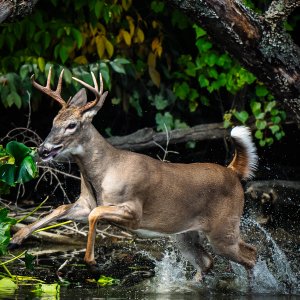 White-tailed Buck-1-2.jpg