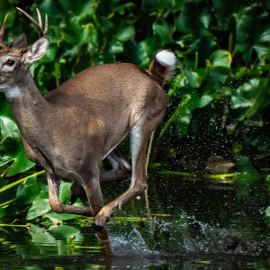 White-tailed Buck -edited-1-5.jpg