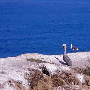 cove pelican-gull cropx2.jpg