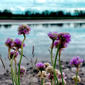 IMG_7801.jpeg