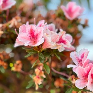 IMG_6491.jpeg