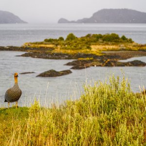 Upland Goose.jpg