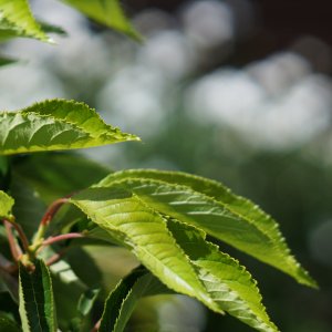 Leaves and Balls.JPG
