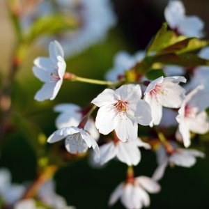Cherry blossom.JPG