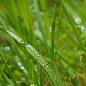 Raindrops.JPG