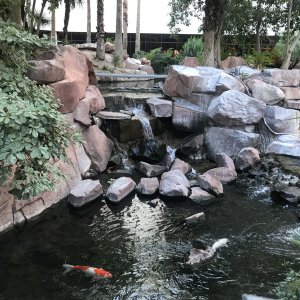 IMG_5484.jpeg