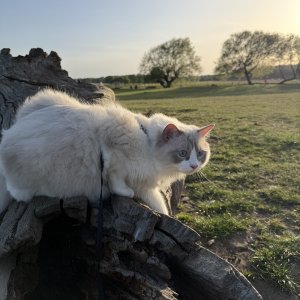 IMG_1468.jpeg
