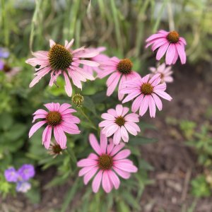IMG_7927.jpeg