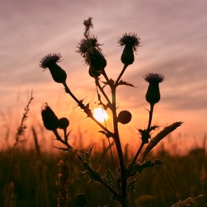 IMG_9332.jpeg
