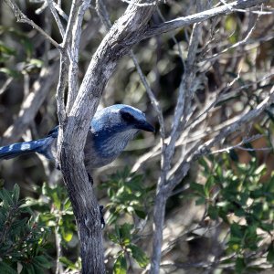 Scrubjay 1 - 2500px.jpg